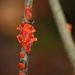 Scarlet Splash (Cytidia salicina) - Pajupunakka, Blutroter Weidenscheibenpilz by annelis