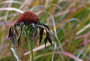 29th Oct 2012 - ex-echinacea and ornamental grass