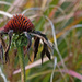 ex-echinacea and ornamental grass by jantan