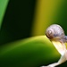After the rain, come the snails by nicolecampbell