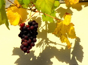 27th Oct 2012 - Grape vine ... 