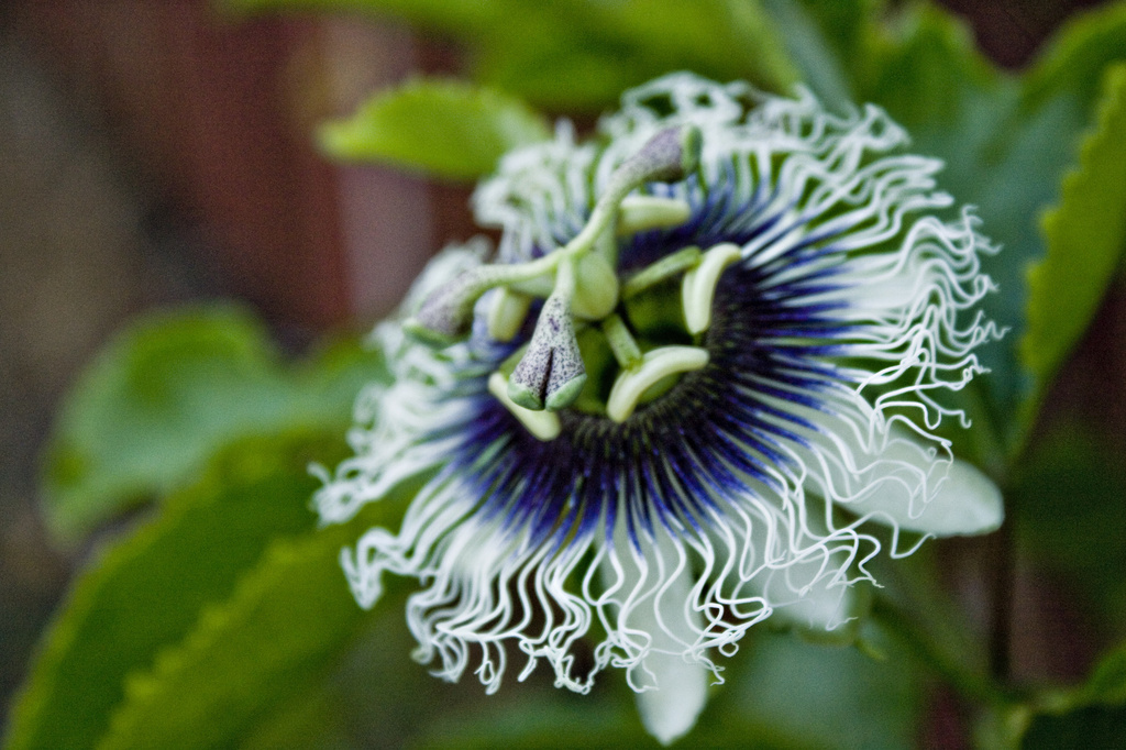 passion flower by corymbia