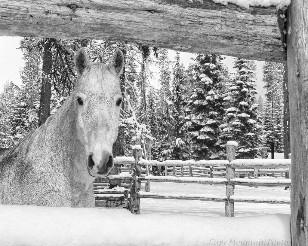 Snow Horse by jgpittenger