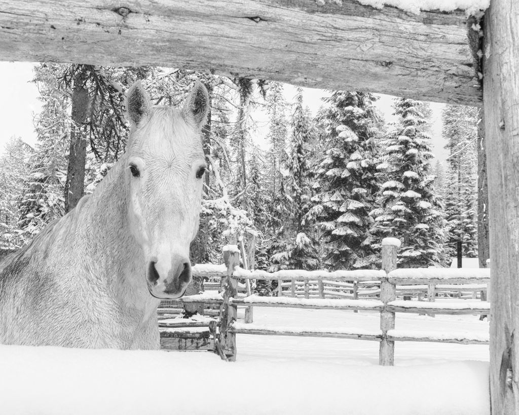 Snow Horse by jgpittenger