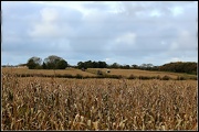 30th Oct 2012 - Collecting the maize.