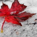 Um, Fall?  Come Back!!! by alophoto