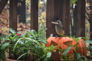 30th Oct 2012 - Treating The Birdies  
