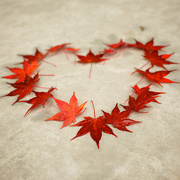 30th Oct 2012 - I HEART Fall!!