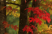 30th Oct 2012 - Autumn is Red