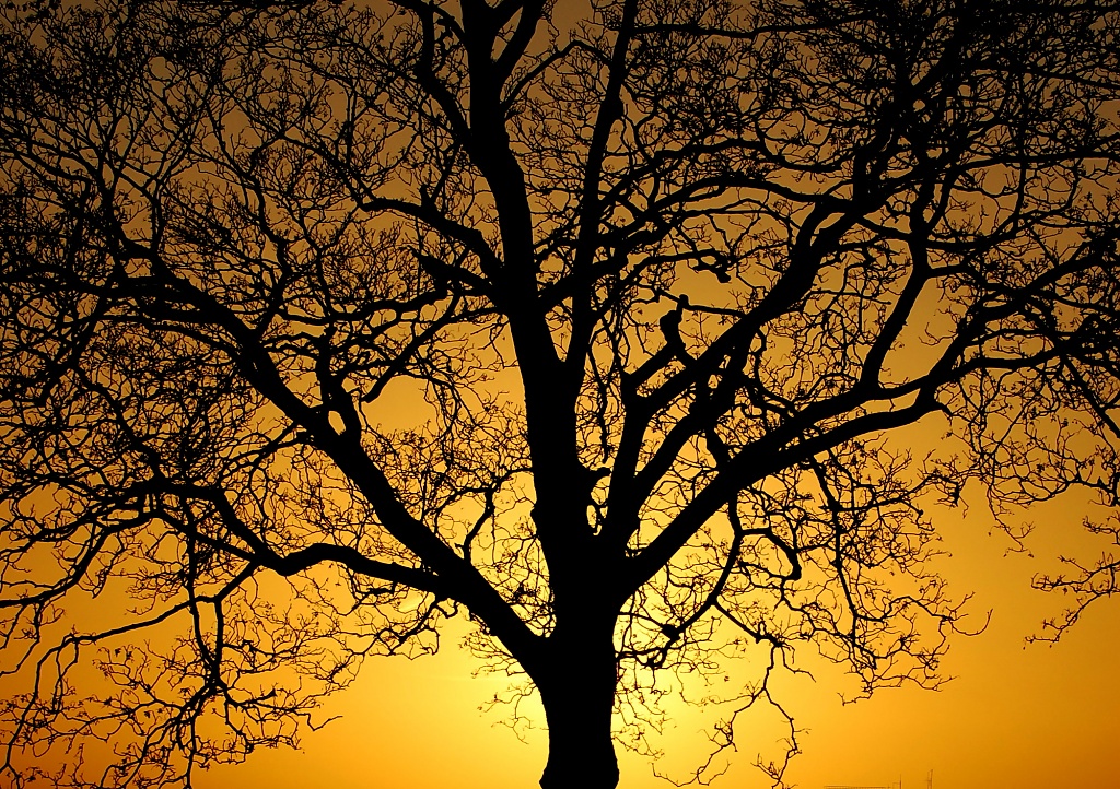 Yellow Sky & Tree by andycoleborn