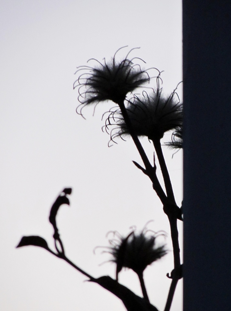 Clematis Silhouette by juletee