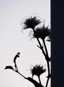 14th Oct 2012 - Clematis Silhouette