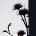 Clematis Silhouette by juletee