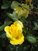 26th Oct 2012 - Yellow Rose