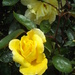 Yellow Rose by marguerita