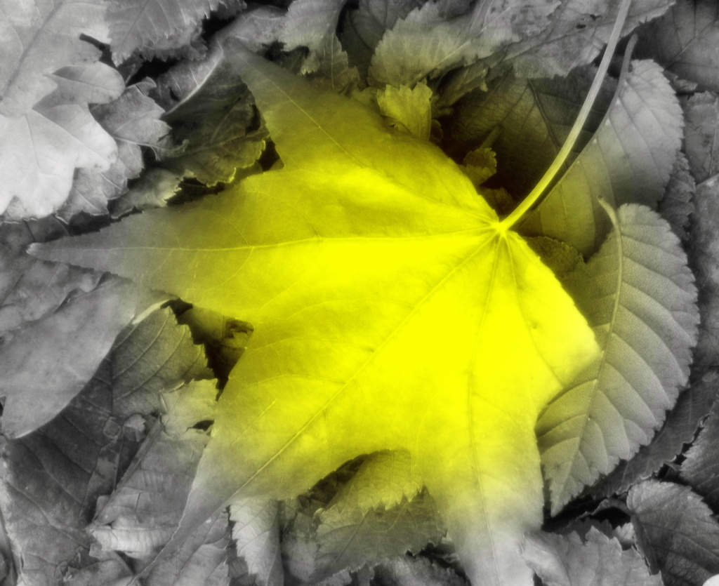 Yellow Leaf 1 by marguerita