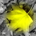 Yellow Leaf 1 by marguerita