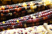 30th Oct 2012 - Indian Corn