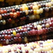Indian Corn by aecasey