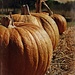 Orange pumpkin patch - October-Rainbow by madamelucy