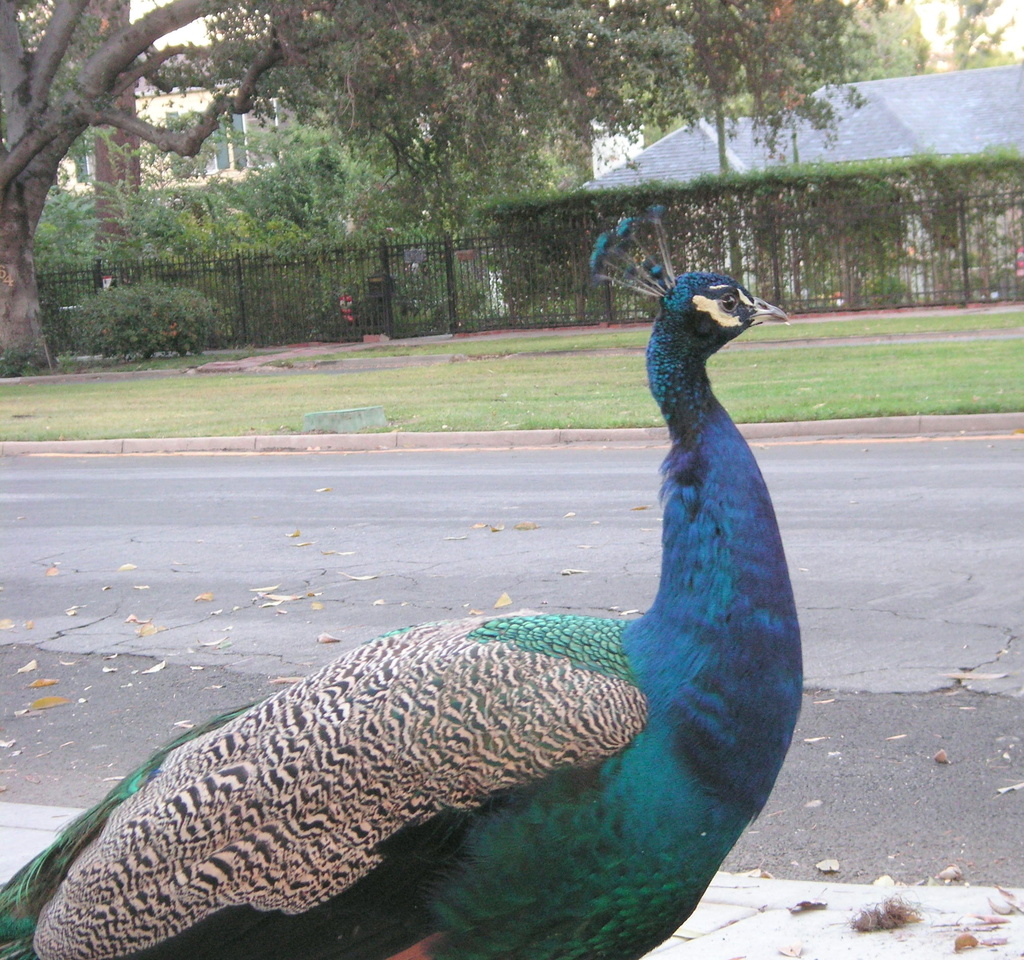 Lucky the Peacock by pasadenarose