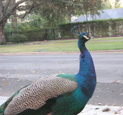 30th Oct 2012 - Lucky the Peacock