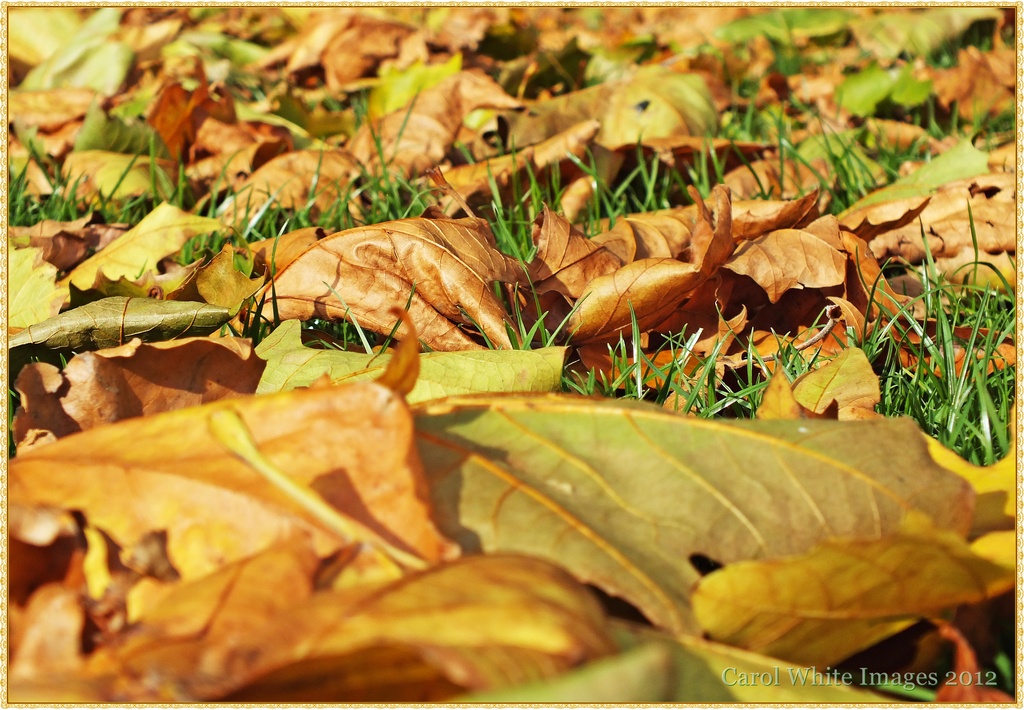 Fallen Leaves by carolmw