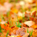 Autumn leaves ~ 1 by seanoneill