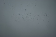 30th Oct 2012 - Birds fly south
