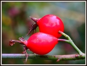 31st Oct 2012 - Hips and Haws