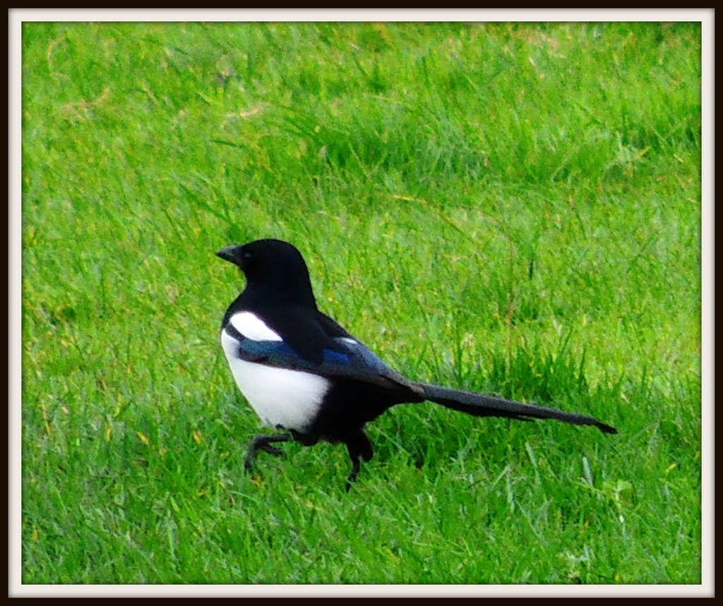 Magpie by rosiekind