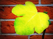 31st Oct 2012 - Fig leaf