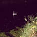 Swan at night. by mattjcuk