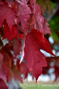 31st Oct 2012 - Fall Leaves