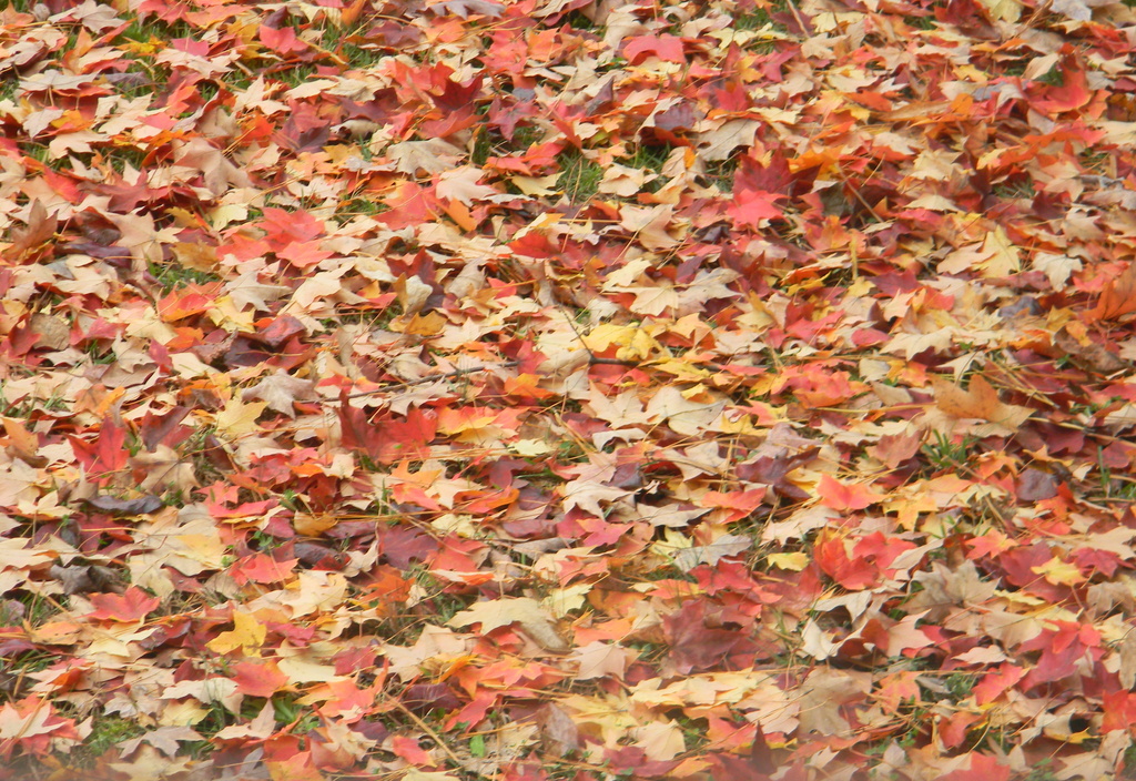 Autumn Leaves on Ground 10.29.12 by sfeldphotos