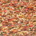 Autumn Leaves on Ground 10.29.12 by sfeldphotos