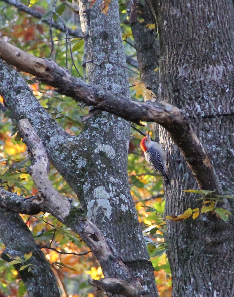 Red Bellied Woodpecker by tara11