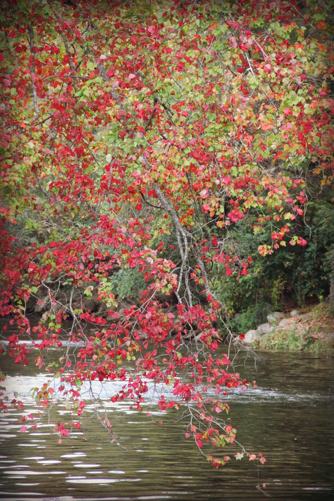 Red Tree over creek by tara11