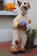 31st Oct 2012 - Halloween puppy