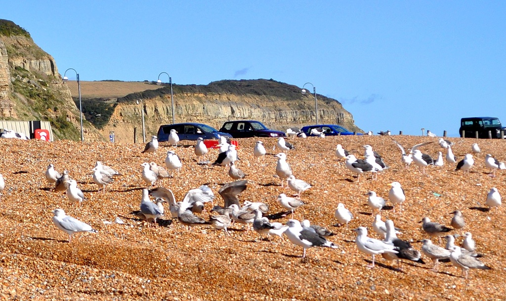 Seagull convention by philbacon