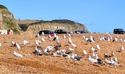16th Oct 2012 - Seagull convention