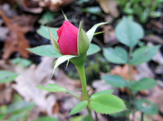 16th Oct 2012 - Rose bud 
