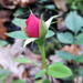 Rose bud  by annelis
