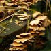 Mushrooms everywere by nicoleterheide