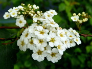 14th May 2012 - White blossom