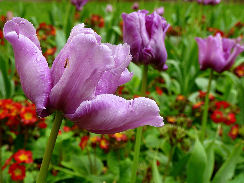 Purple tulips by boxplayer