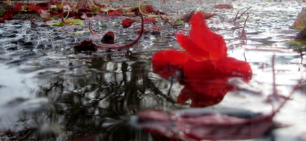 red (november word) flowerhead in a puddle by quietpurplehaze