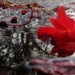 red (november word) flowerhead in a puddle by quietpurplehaze