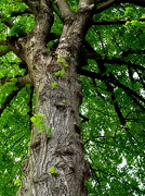 17th May 2012 - Tree trunk
