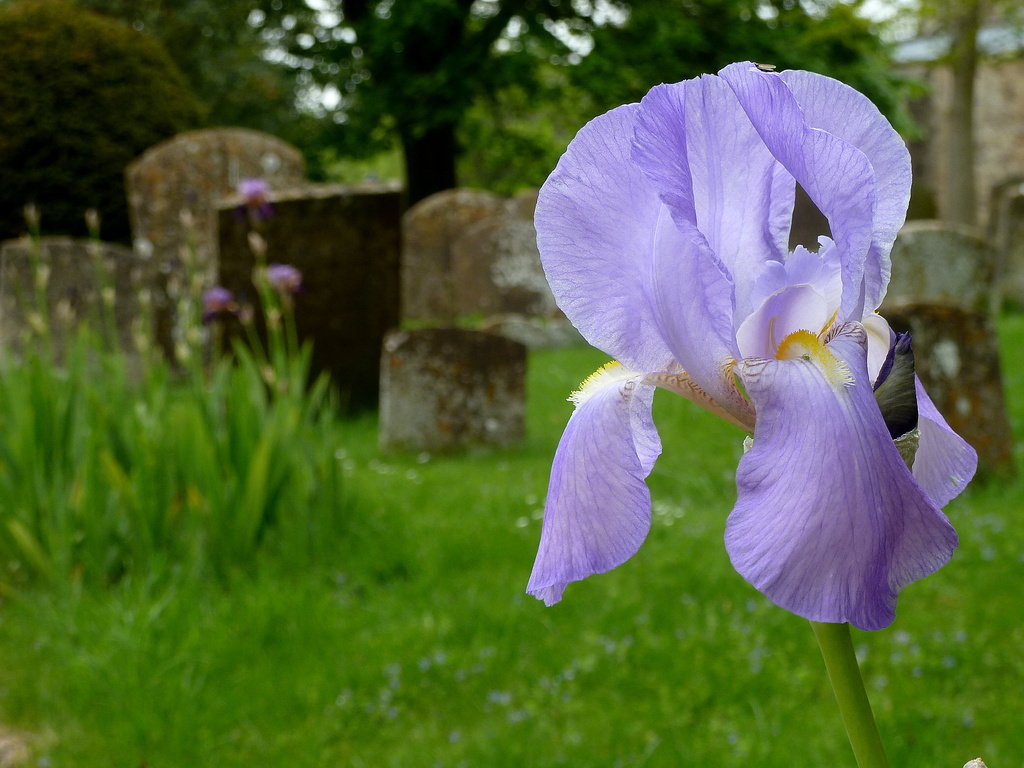 Churchyard iris by boxplayer